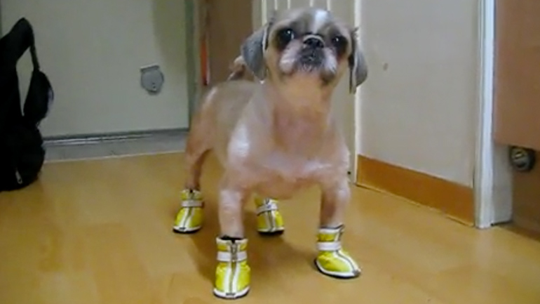 Σκύλος vs παπούτσια