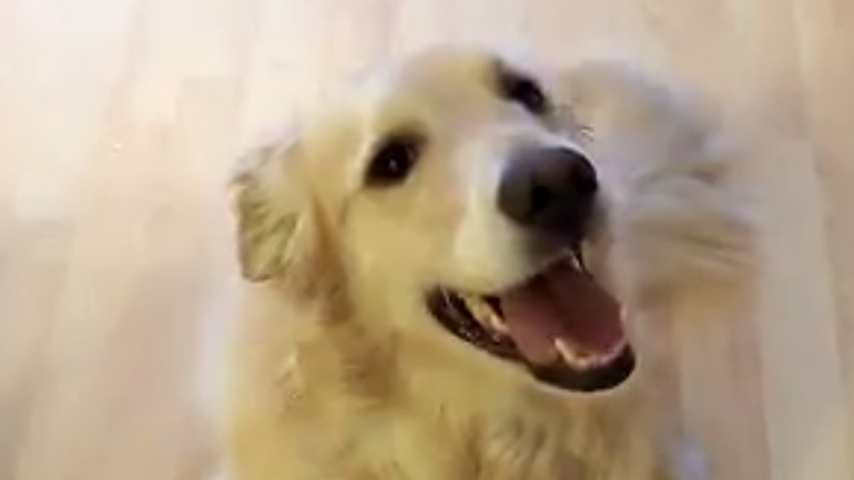 Ο σκύλος τακτοποιεί το σπίτι