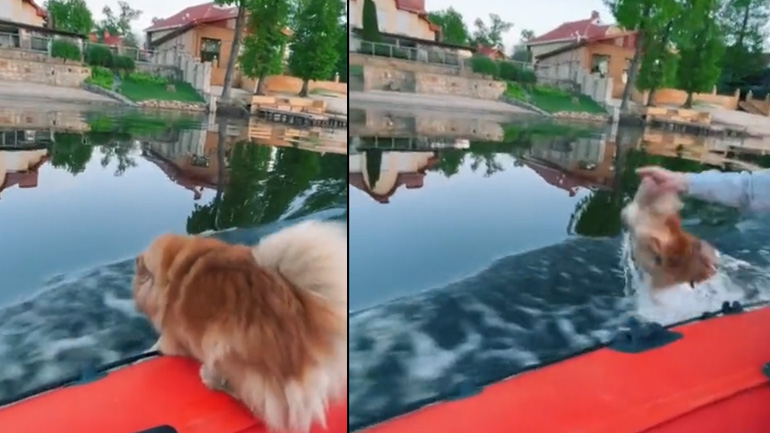 Ο σκύλος ήθελε να δραπετεύσει 