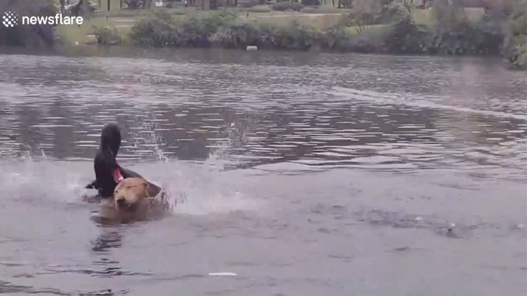 Κύκνος επιτίθεται σε σκύλο