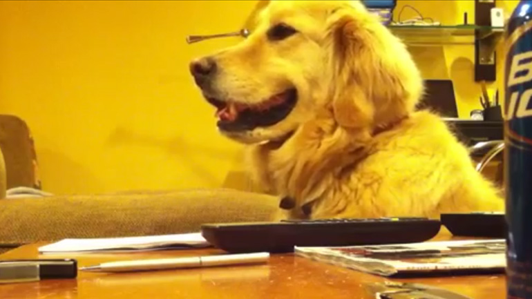 O σκύλος λατρεύει την κιθάρα