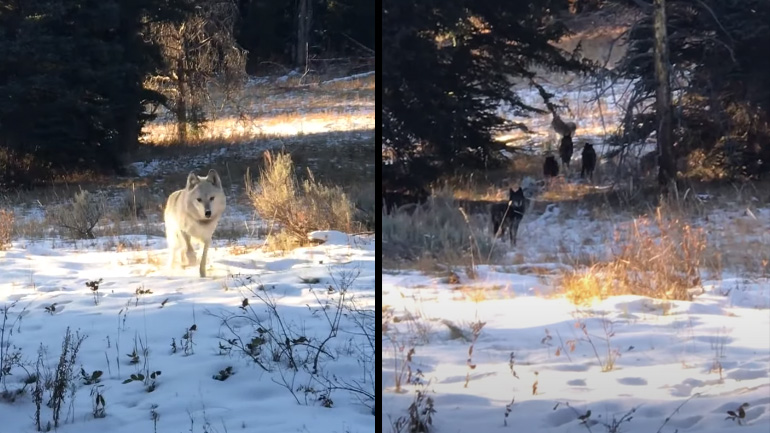 Άνδρας συναντά αγέλη λύκων
