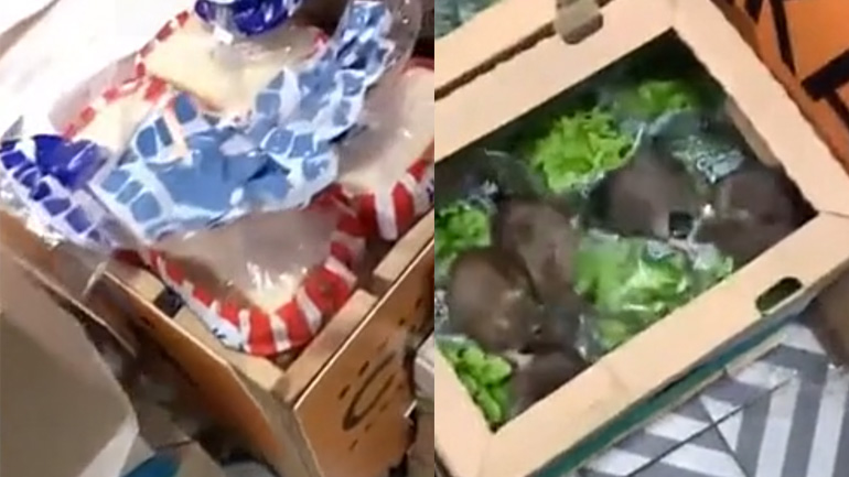 Ήθελαν να φάνε σαλάτα!