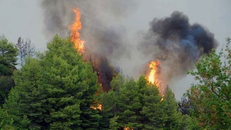 Πυρκαγιά σε δασική έκταση στην Εύβοια