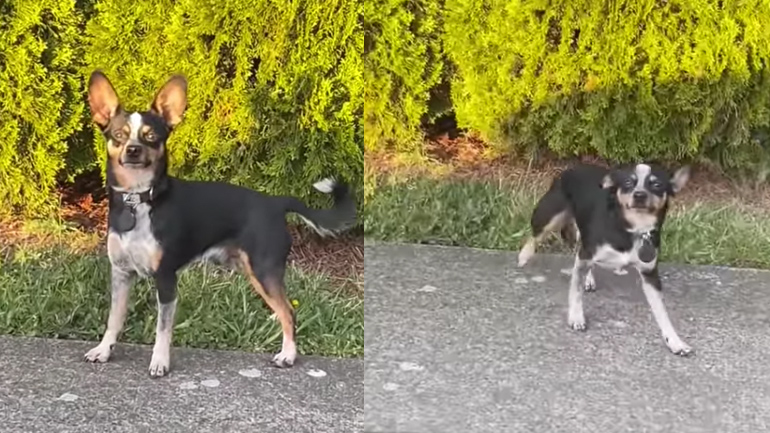 Ο ένοχος σκύλος