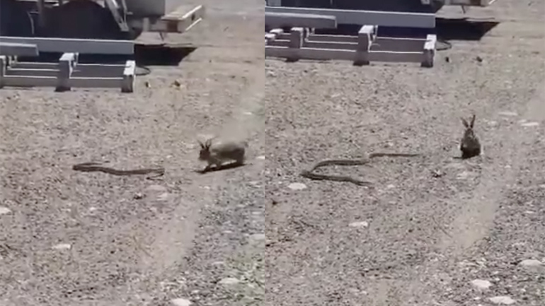 Κουνέλι εναντίον φιδιού