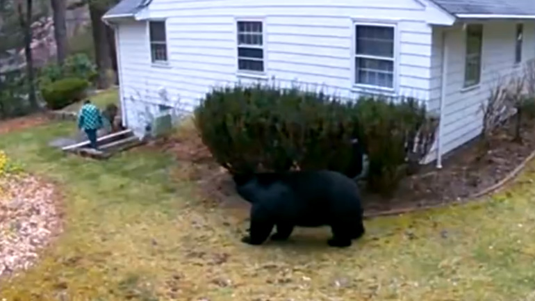Πολύ ευγενική αρκούδα