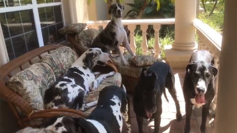 Δύσκολη η φωτογράφιση με 5 σκύλους