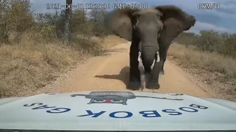 Eλέφαντας τσαλακώνει καπό αυτοκινήτου