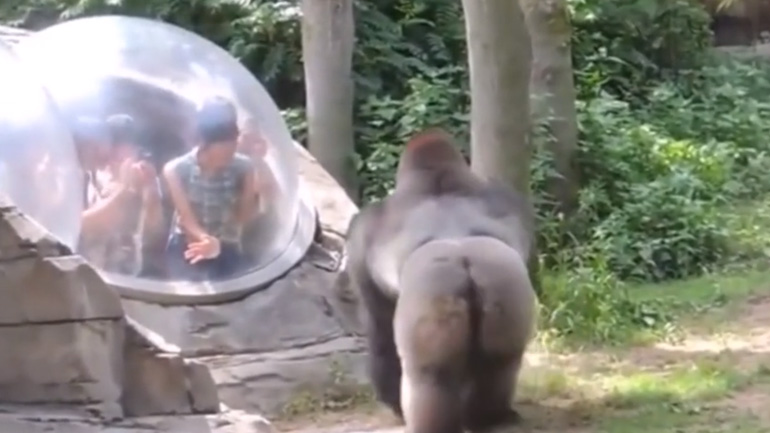 Η προειδοποίηση του γορίλλα