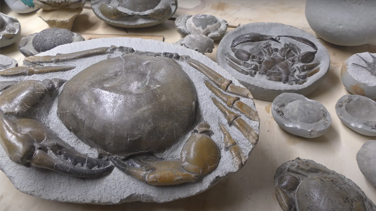 Καβούρι 12 εκατομμυρίων ετών