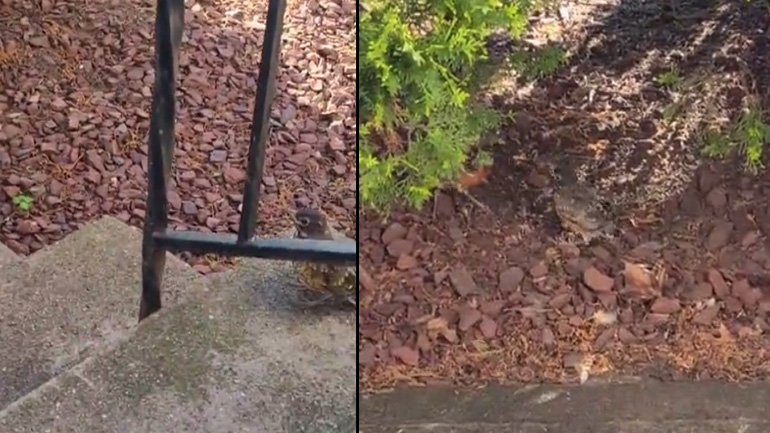 Νεοσσός βρίσκει τη μαμά του!