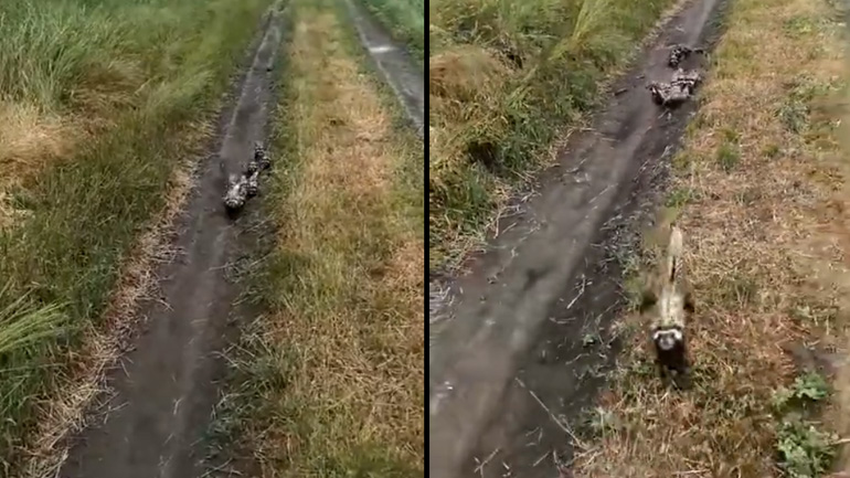 Ένα γενναίο κουνάβι υπερασπίζεται τα μωρά του