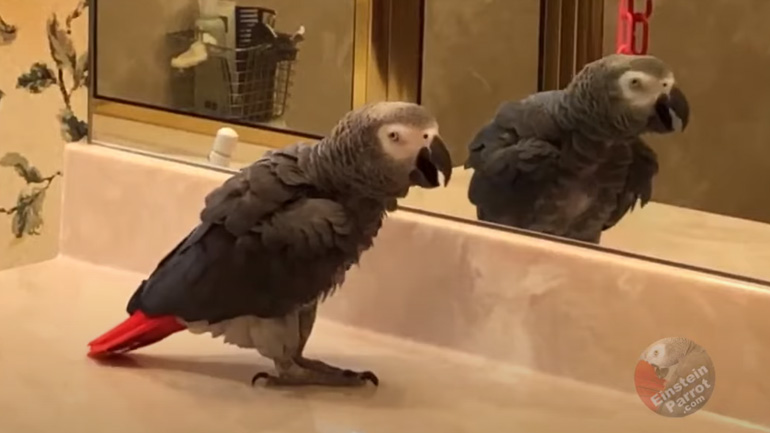 Παπαγάλος χορεύει με την αντανάκλασή του