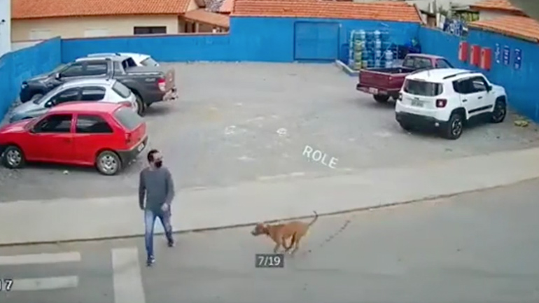 Σκύλος χτυπά άνδρα σε διάβαση πεζών