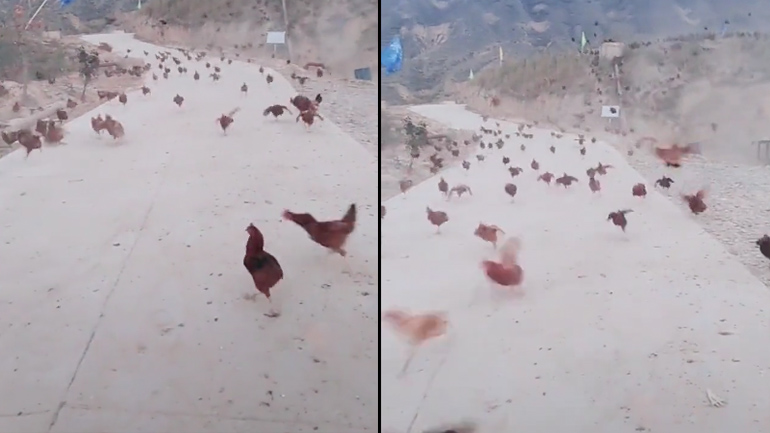 Η εξέγερση των κοτόπουλων