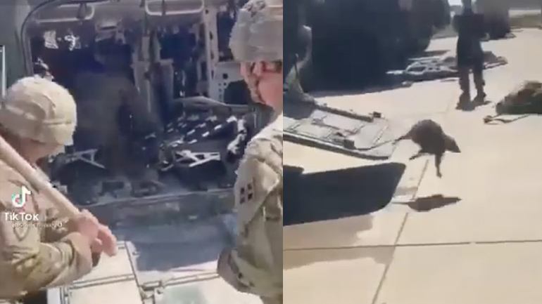 Κουνάβι vs στρατιώτες