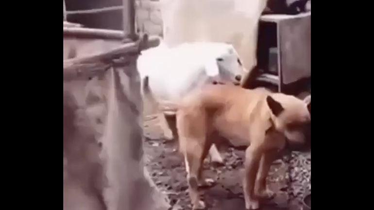 Ο τράγος μπερδεύτηκε