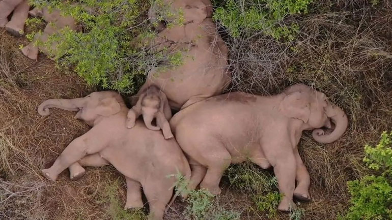 Ο σύντομος υπνάκος των ταξιδιάρικων ελεφάντων της Κίνας Ο σύντομος υπνάκος των ταξιδιάρικων ελεφάντων της Κίνας