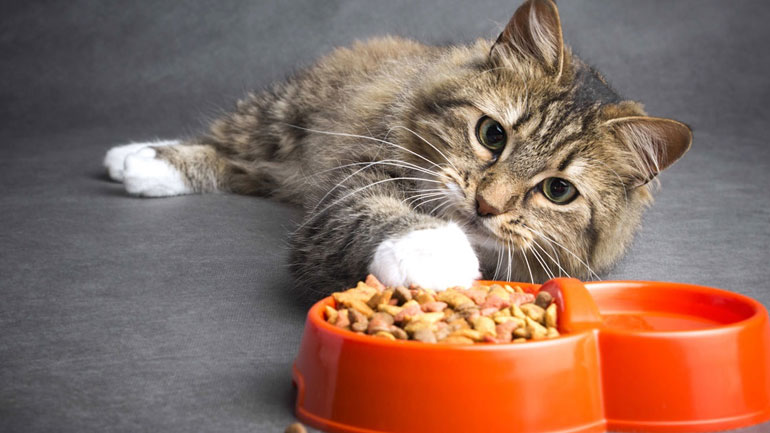 Πώς να αλλάξετε σταδιακά τροφή στο γατάκι σας