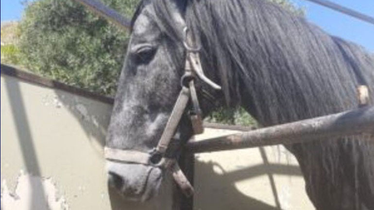 Συνελήφθη άνδρας που βασάνιζε το άλογό του στην Κρήτη – Το ζώο είχε κομμένο πόδι