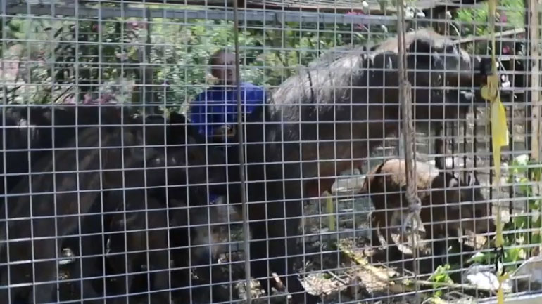 Επιστρέφει στο φυσικό της περιβάλλον η πρώτη οικογένεια αγριογούρουνων από την Εκάλη