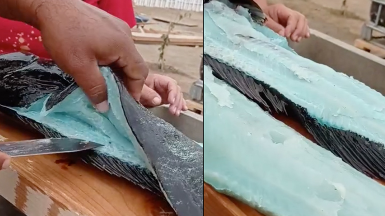 Ψάρι με γαλάζια σάρκα