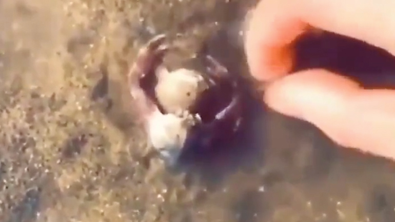 Αρσενικό καβούρι προστατεύει το θηλυκό