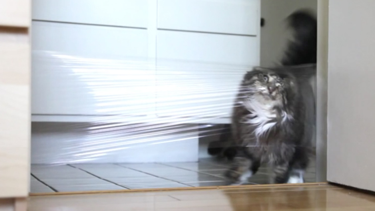 Η γάτα έπεσε στην παγίδα