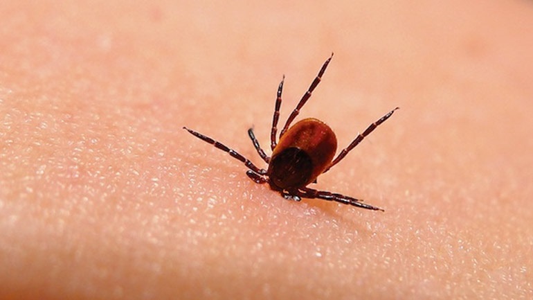 Σπάνιο περιστατικό εγκεφαλίτιδας από τσίμπημα τσιμπουριού σε κτηνοτρόφο στη Ροδόπη