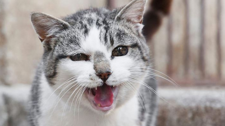 Πώς να ερμηνεύσετε το νιαούρισμα της γάτας