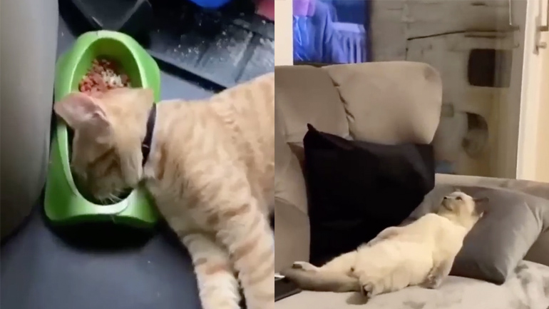 Τι κάνει μια γάτα μέσα στην εβδομάδα