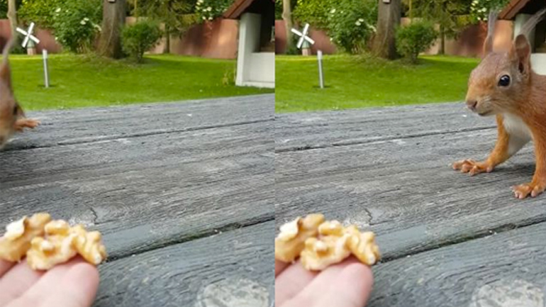 Σκίουρος τρώει από το χέρι ενός άνδρα