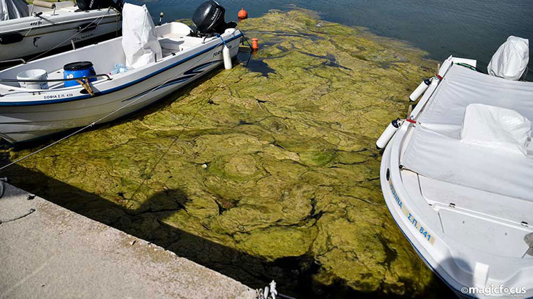 Πρέβεζα: «Πράσινη παλίρροια» από φύκια στο λιμάνι