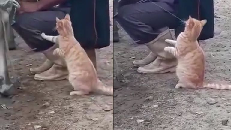 Δώσε μου λίγο φρέσκο ​​γάλα!