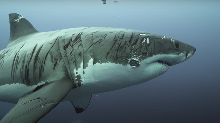 Λευκός καρχαρίας με ουλές