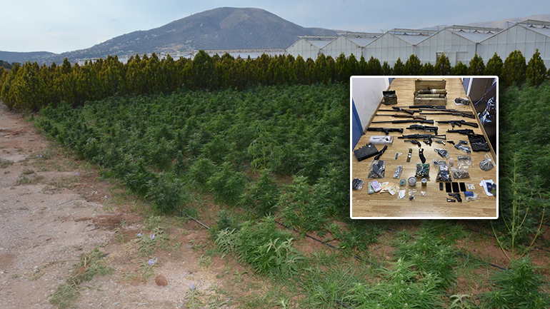 Εξαρθρώθηκε κύκλωμα καλλιέργειας κάνναβης στην Ανάβυσσο – Θα αποκόμιζε κέρδη 26 εκατ. ευρώ