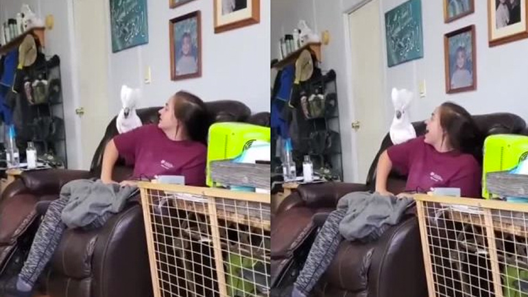 Παπαγάλος και γυναίκα τσιρίζουν εναλλάξ Παπαγάλος και γυναίκα τσιρίζουν εναλλάξ