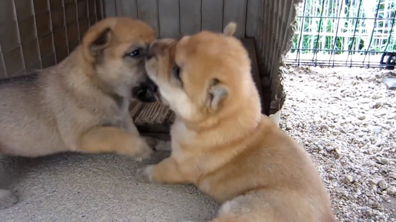Ας κερδίσει ο πιο δυνατός