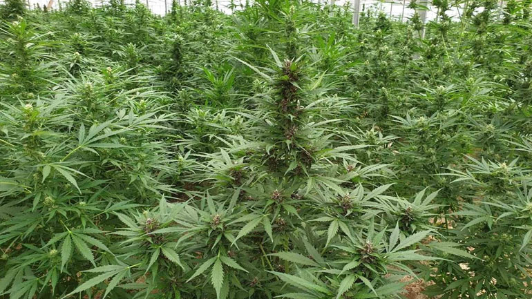 Στον ανακριτή τα μισά μέλη της οργάνωσης που διατηρούσε φυτεία-μαμούθ στην Ανάβυσσο