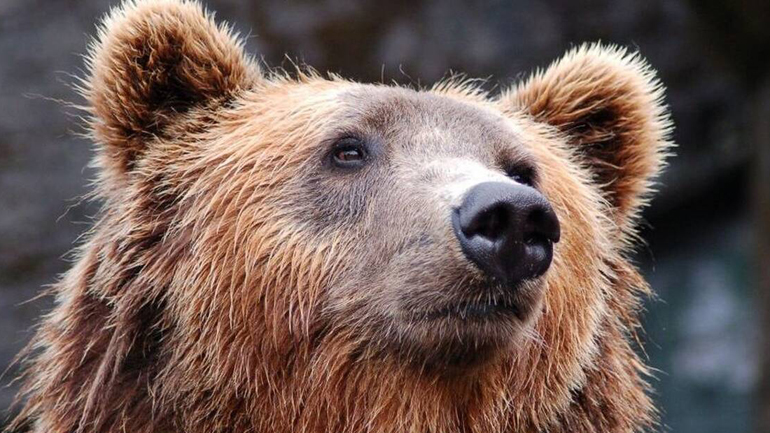 Αρκούδα σκότωσε άνθρωπο στην ορεινή Σλοβακία