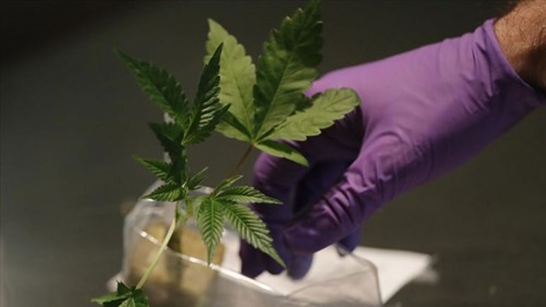 «Ορφανές» ποσότητες κάνναβης εντοπίστηκαν στο Σέιχ Σου