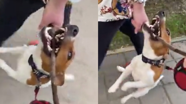 Πάμε τον σκύλο βόλτα;