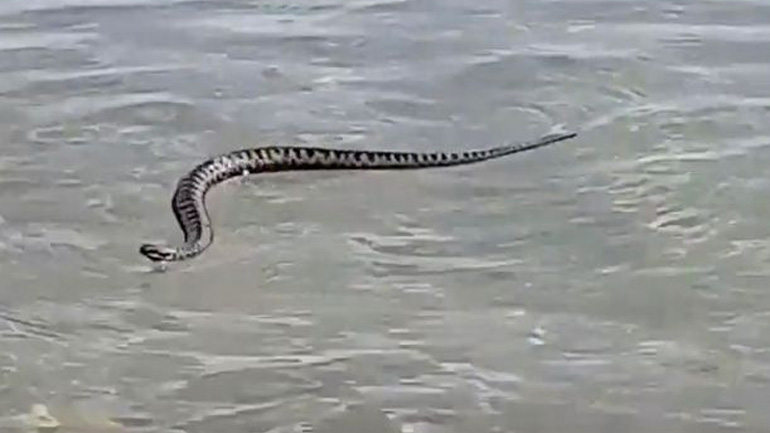 Δηλητηριώδες φίδι τρομοκρατεί κολυμβητές σε παραλία της Ουαλίας