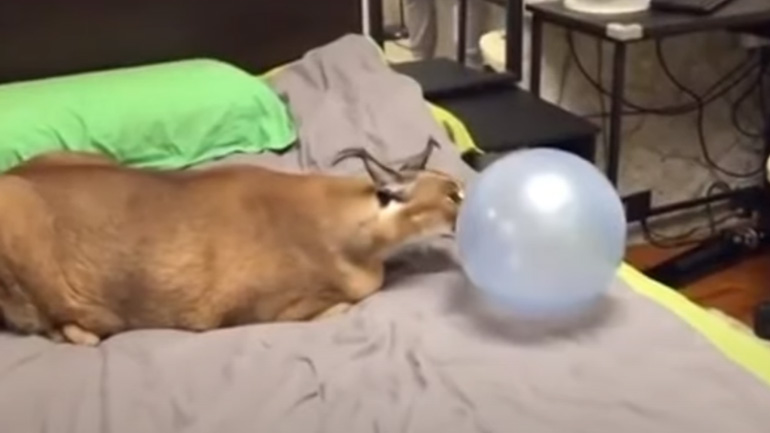 Καρακάλ παίζει με ένα μπαλόνι