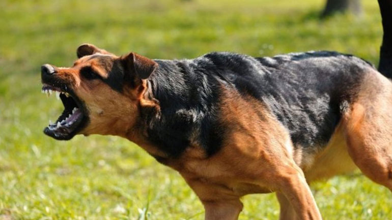 Τραγικός θάνατος για ανήλικο στη Νότια Καρολίνα – Κατασπαράχθηκε από σκυλιά