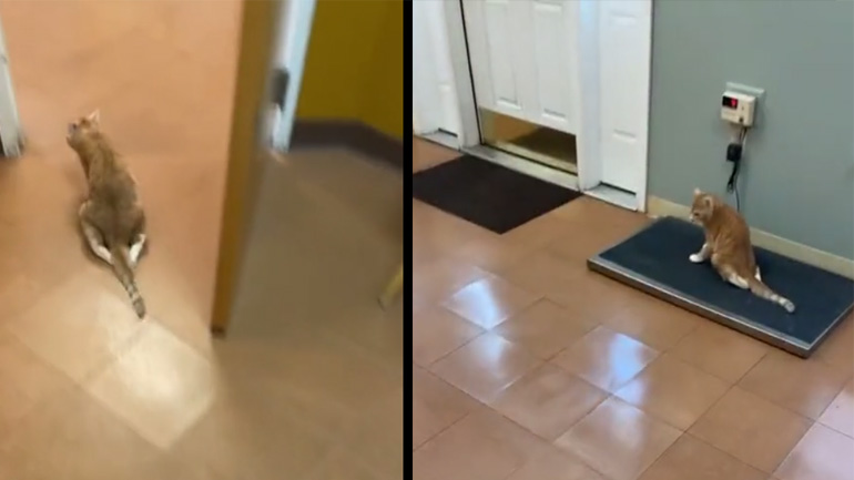 Μια παράλυτη γάτα που τρέχει γρήγορα