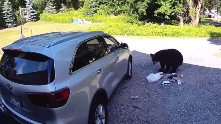 Άνδρας διώχνει μια αρκούδα Άνδρας διώχνει μια αρκούδα