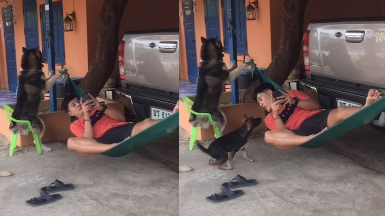 Χάσκι κουνά την αιώρα του ιδιοκτήτη του