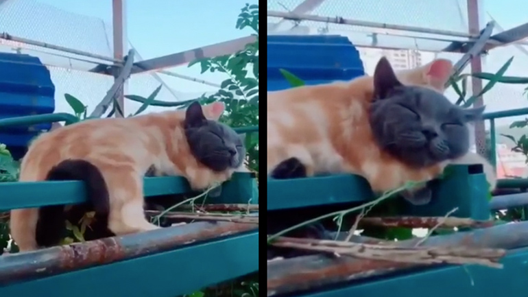 Γάτες κοιμούνται αγκαλιά